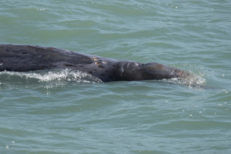 香港海豚保育学会副会长麦希汶指出海考察时，曾见到喙鲸在大澳对开出没。 香港海豚保育学会提供