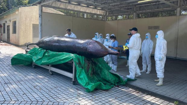 大澳鲸鱼搁浅