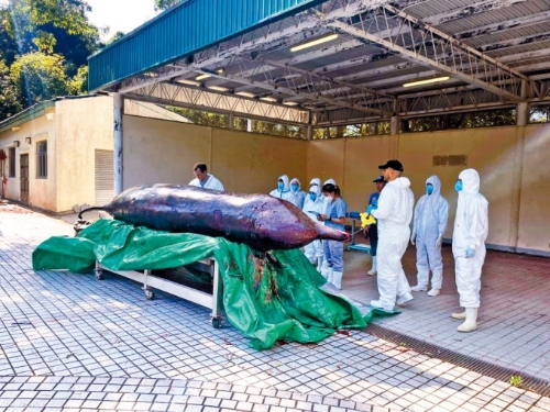 鲸鱼尸体被送往渔护署大屿山海岸公园石壁管理站解剖。