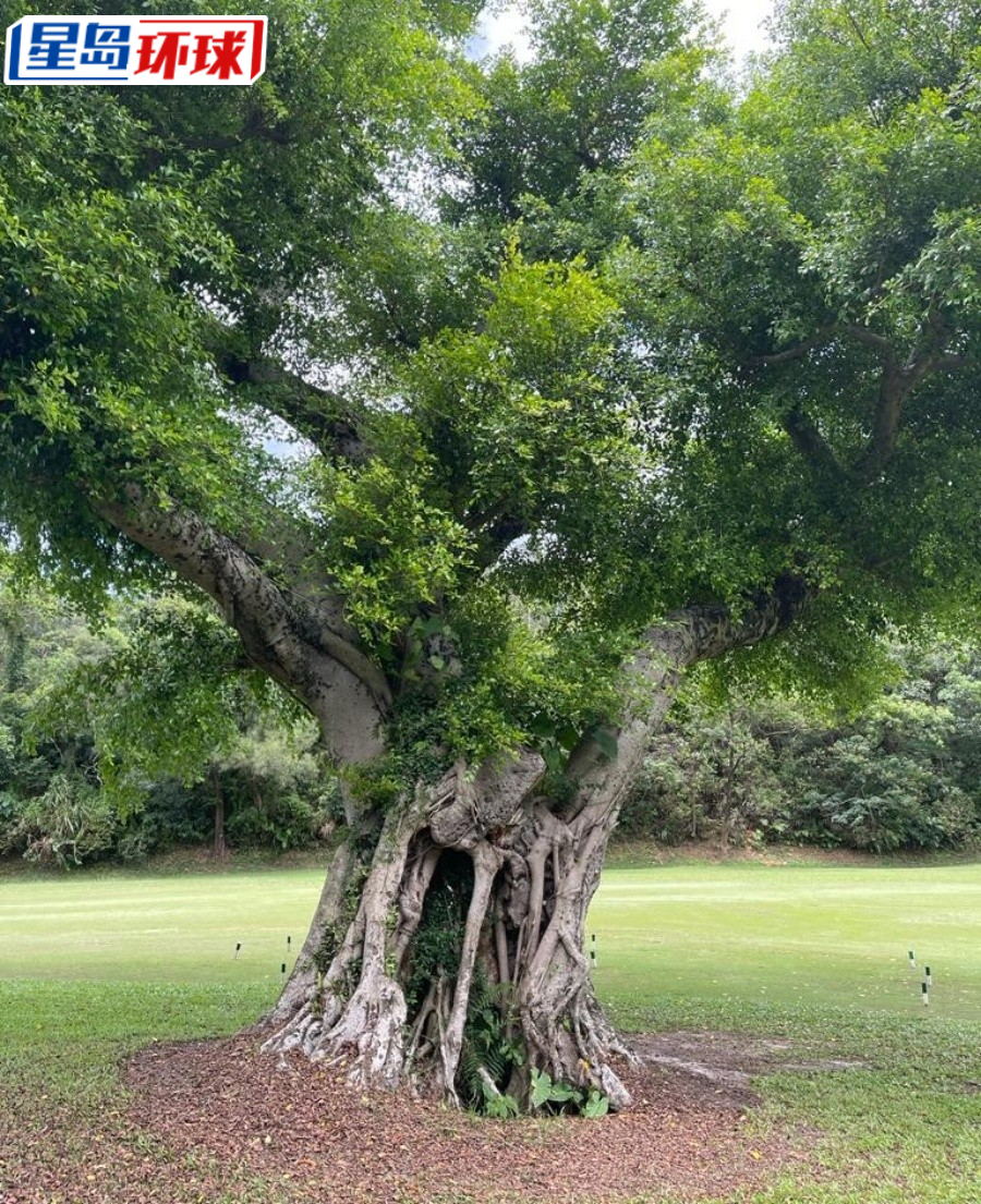 高球场内有不少古树。 高球场内有不少古树。