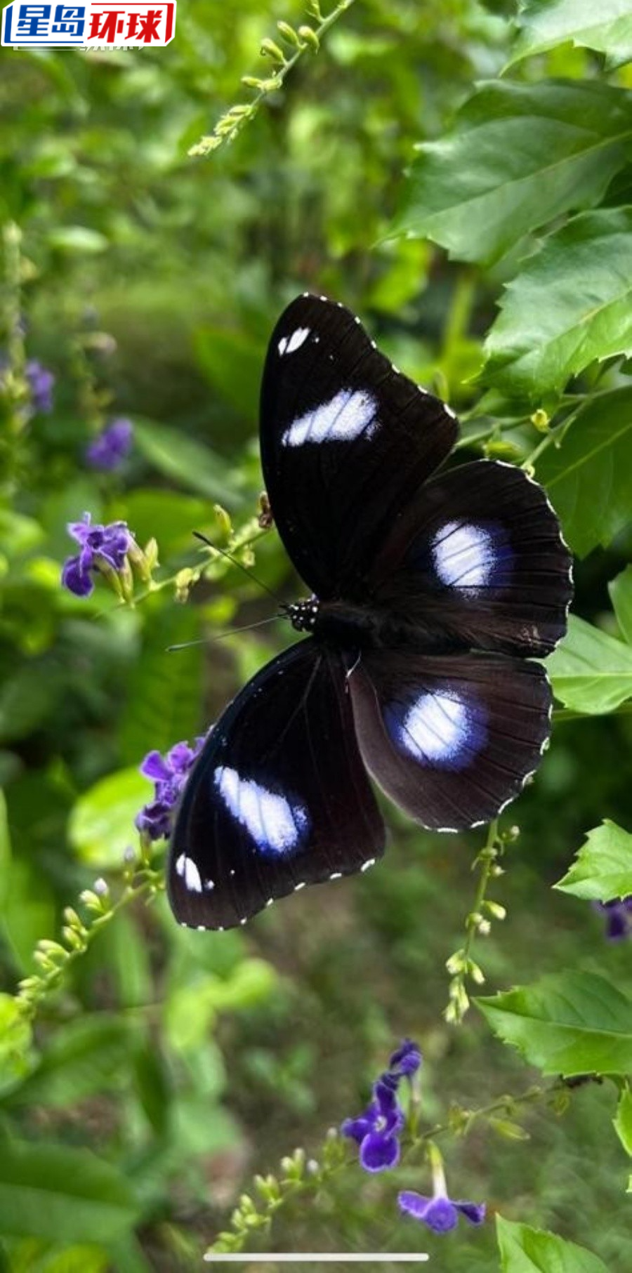 场内多种蝴蝶。 场内多种蝴蝶。