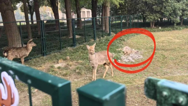 上海交大网红3小鹿遇袭1死1伤