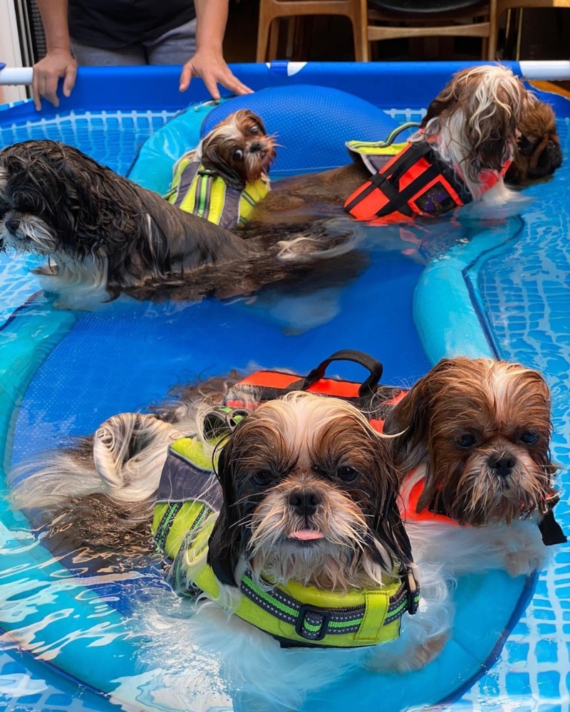 何超仪的花园可放私人泳池。