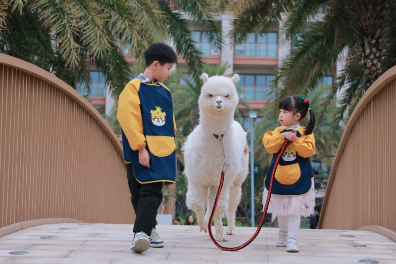 可和“萌宠乐园”的人气羊驼“推推”散步。 可和“萌宠乐园”的人气羊驼“推推”散步。