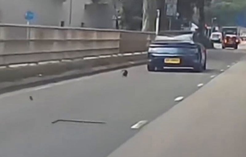 猫咪在马路中心疑似打滚。fb「车Cam L(香港群组)」截图