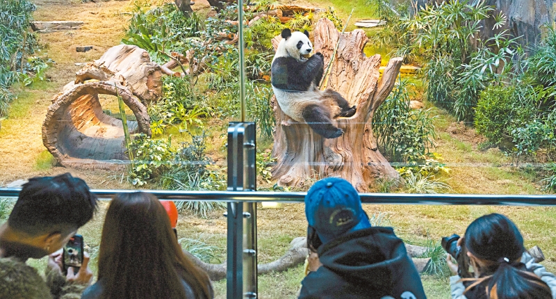 中国国宝熊猫。