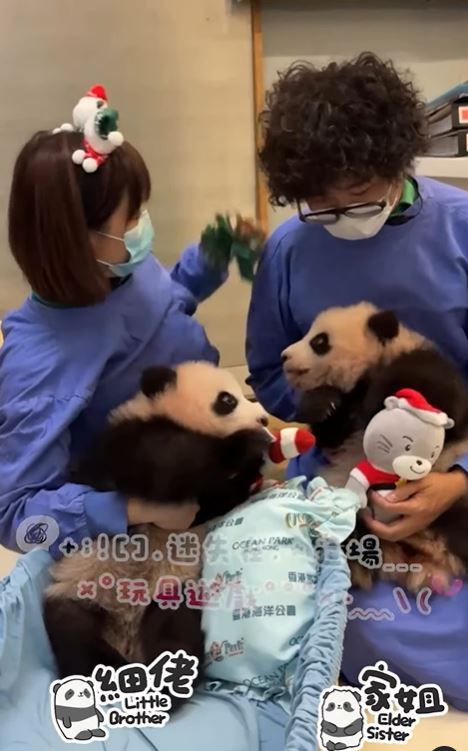 龙凤胎。 龙凤胎。