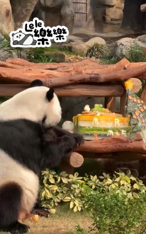 爸爸乐乐。 爸爸乐乐。