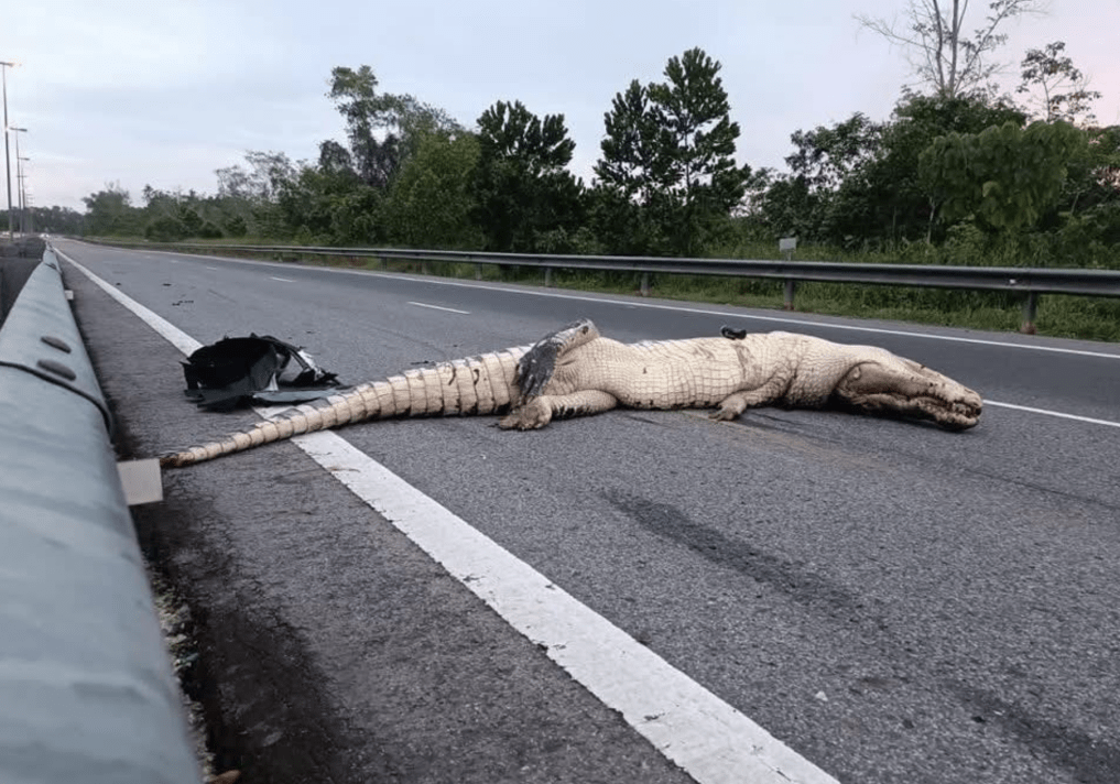 文莱昨日发生一宗罕见车祸,一条体型巨大的鳄鱼在爬上高速公路遭汽车撞至反肚,当场毙命,有关照片在网上疯传。 文莱昨日发生一宗罕见车祸,一条体型巨大的鳄鱼在爬上高速公路遭汽车撞至反肚,当场毙命,有关照片在网上疯传。