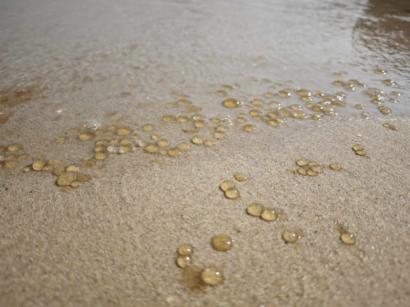 一段愉景湾沙滩布满“啫喱水珠”的短片近日在网上曝光。 一段愉景湾沙滩布满“啫喱水珠”的短片近日在网上曝光。