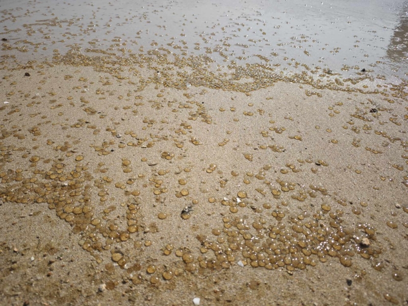 沙滩上布满“啫喱水珠”。 沙滩上布满“啫喱水珠”。