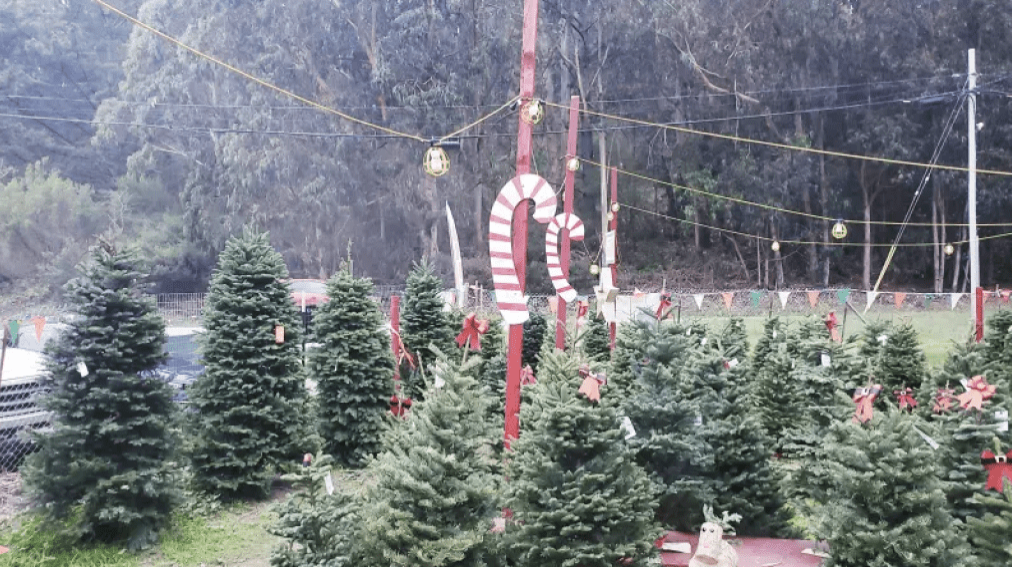 天然圣诞树通常由天然松果、干果、苔藓组成,再配上树脂装饰、LED灯串等不同装饰,制作过程中需用上胶水和不绣钢钳等。 天然圣诞树通常由天然松果、干果、苔藓组成,再配上树脂装饰、LED灯串等不同装饰,制作过程中需用上胶水和不绣钢钳等。