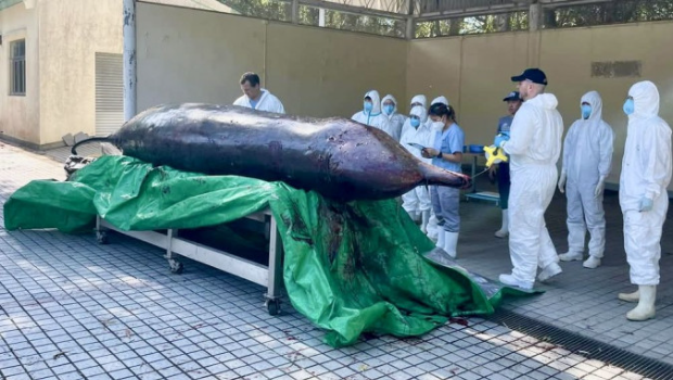 海洋垃圾祸害深 海洋垃圾祸害深