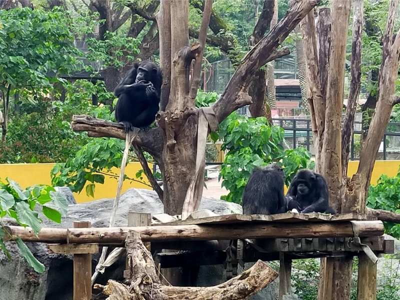 寿山动物园指出，黑猩猩具有领域性及群体打猎的天性本能。