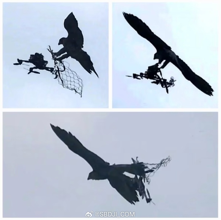 印度警方训练鹰反制无人机。(微博) 印度警方训练鹰反制无人机。(微博)