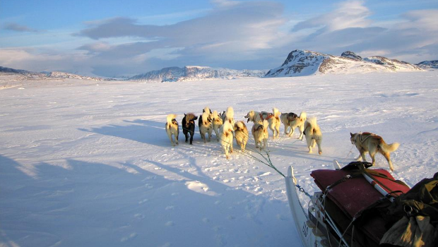 地表独一无二的军方雪橇犬巡逻队格陵兰“天狼星巡逻队”,是由丹麦国防司令部于1950年成立的特种作战部队。 地表独一无二的军方雪橇犬巡逻队格陵兰“天狼星巡逻队”,是由丹麦国防司令部于1950年成立的特种作战部队。