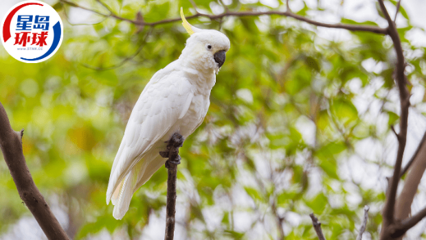 凤头鹦鹉遗传之谜 凤头鹦鹉遗传之谜