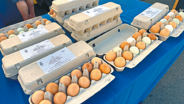 禽流感影响鸡蛋的供应。 禽流感影响鸡蛋的供应。