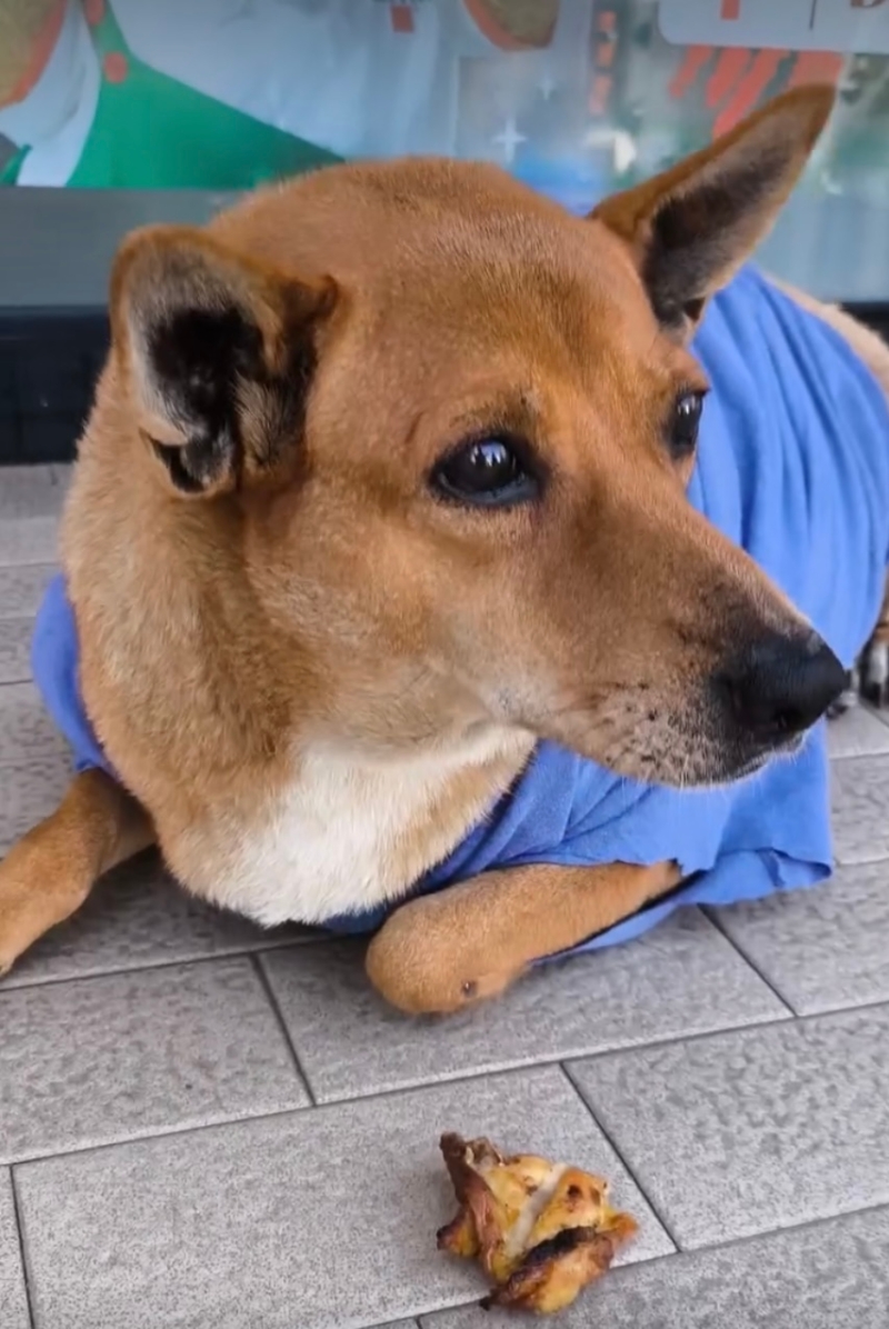 “红猪肉”获大家照顾，有衣服穿、有食物吃。