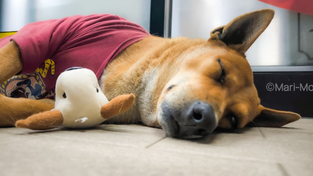 “红猪肉”在便利店外睡觉。