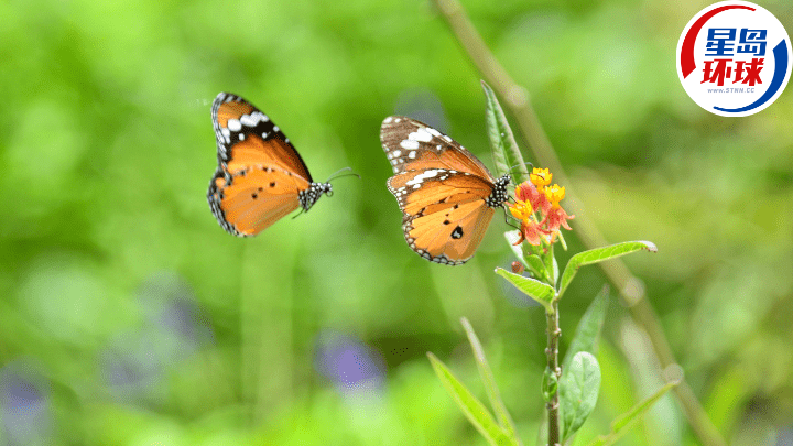 香港蝴蝶品种繁多,在弹丸之地能找到245种品种。.png 香港蝴蝶品种繁多,在弹丸之地能找到245种品种。.png