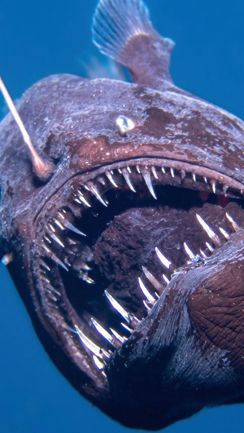 浅水区首见深海“恶魔鱼” 浅水区首见深海“恶魔鱼”