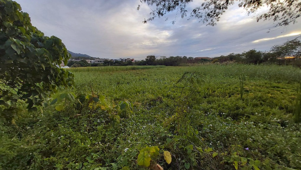 文叔在新田拥有多幅地。 文叔在新田拥有多幅地。