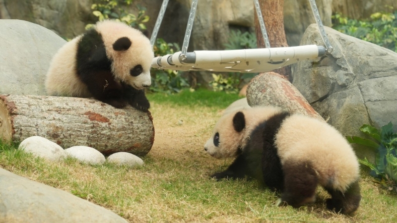 大熊猫龙凤胎宝宝明日公众亮相,何永贤吁市民把握机会睇“国宝”。 何永贤fb图片 大熊猫龙凤胎宝宝明日公众亮相,何永贤吁市民把握机会睇“国宝”。 何永贤fb图片