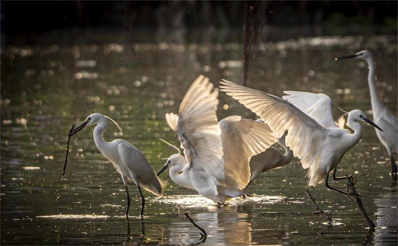 鱼米之乡 鱼米之乡