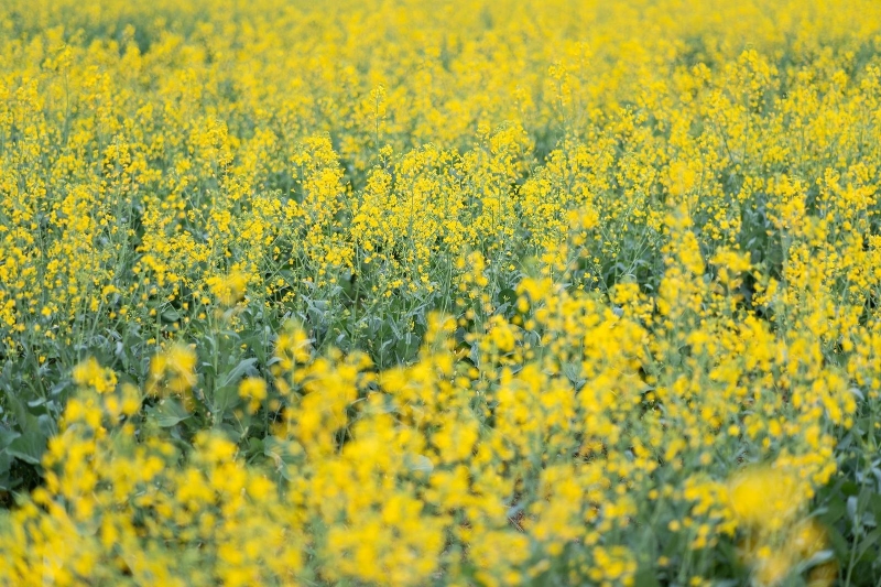 油菜花之约 油菜花之约