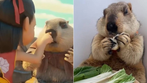 《哪吒2》大卖令民间掀起饲养土拨鼠热潮。