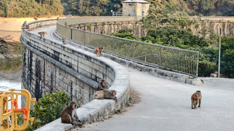 该男子其后感染人类B病毒,是香港首宗。 该男子其后感染人类B病毒,是香港首宗。