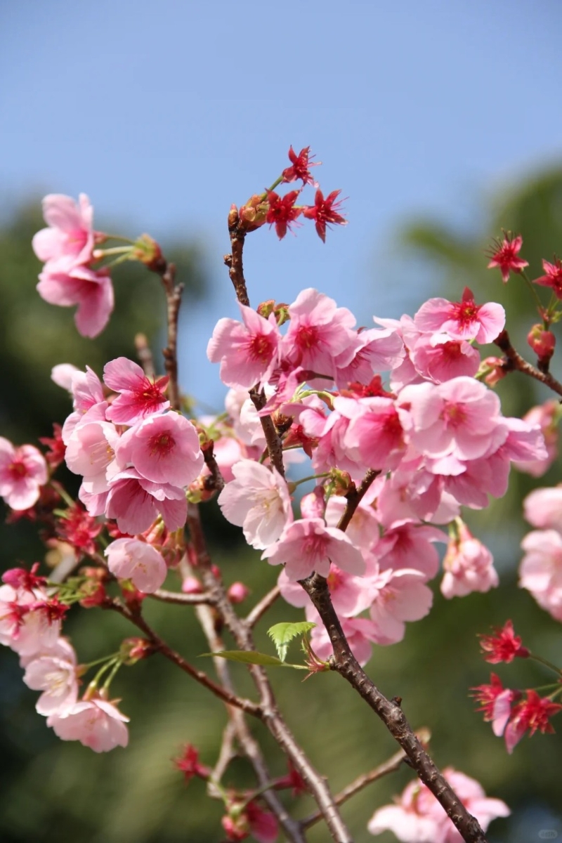 位于龙华区的观澜湖有樱花盛开。 （图片来源：射手猫@小红书）