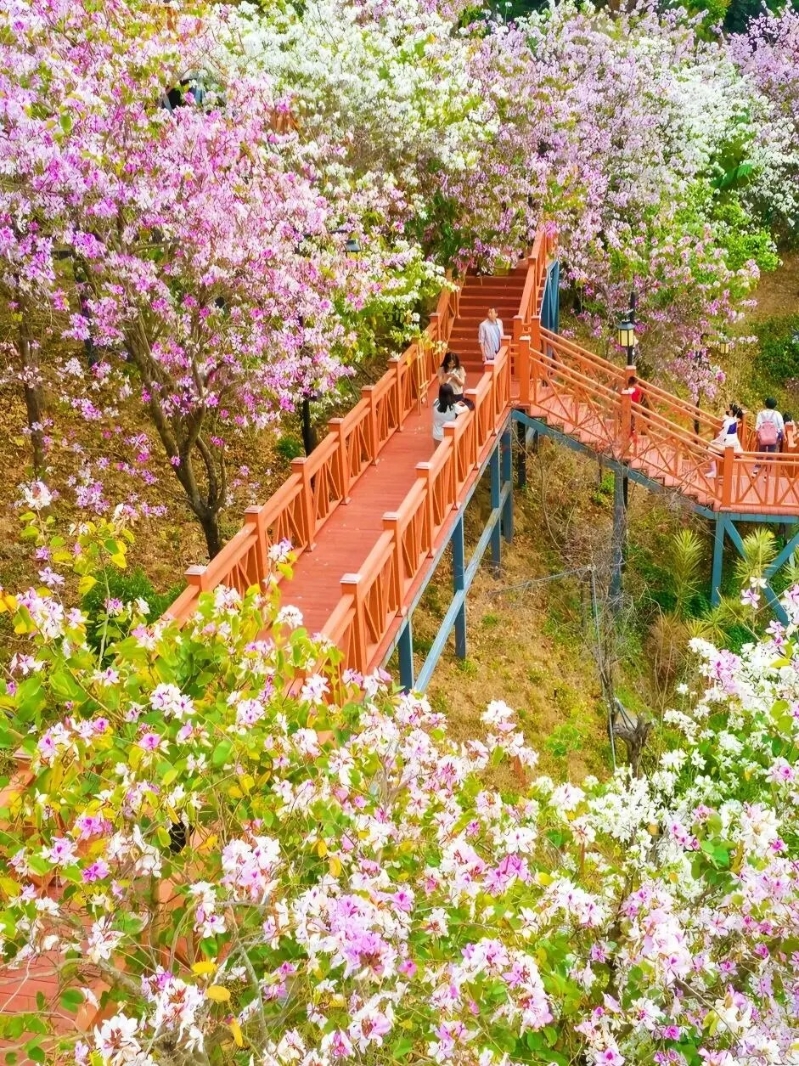 位于南山区的华英路景观公园是较为小众的景点（图片来源：好米出游记@小红书）