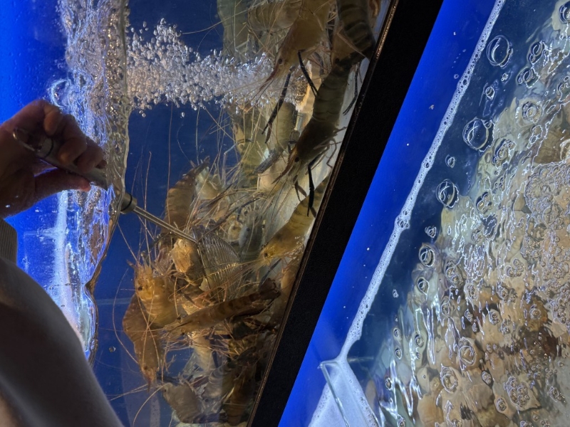 店内设有多个大型海鲜池。