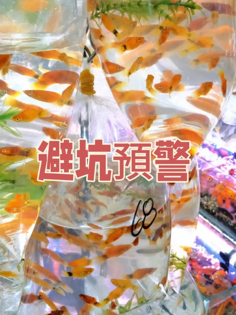 10.金鱼街：位于旺角的金鱼街聚集了不少水族店（小红书）