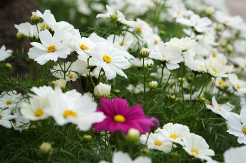 香港花展2025︳今年的花展主题花为“秋英”。 （图片来源：《星岛日报》吴艳玲摄）