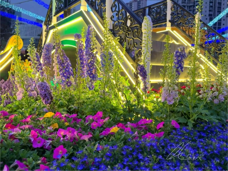 灯光令花展更显璀璨 灯光令花展更显璀璨