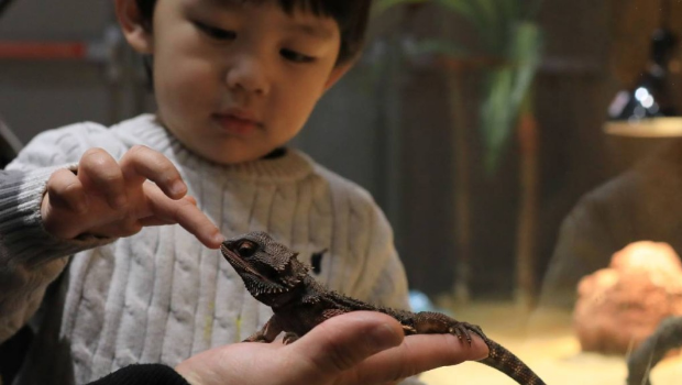 “异宠”可能带来健康和法律风险。