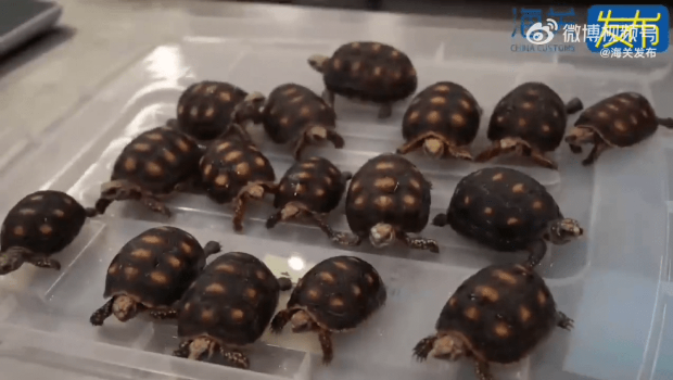 两旅客被搜出28只活体南美陆龟。