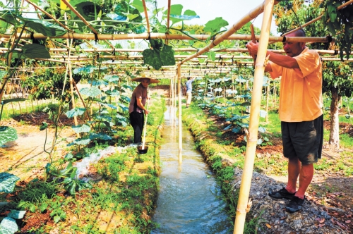 “高畦深沟”的生产方式至今仍在使用。(赵飞摄) “高畦深沟”的生产方式至今仍在使用。(赵飞摄)