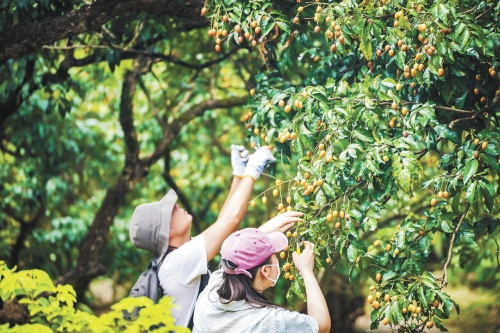 在海珠湿地公园采摘黄皮 在海珠湿地公园采摘黄皮
