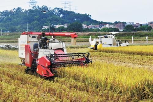 无人驾驶收割机收割水稻 无人驾驶收割机收割水稻