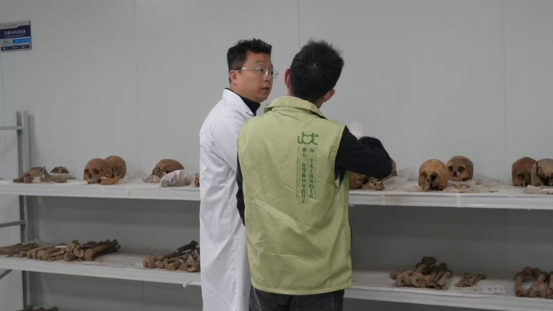 研究人员对遗骨进行分类。 新浪网 研究人员对遗骨进行分类。 新浪网