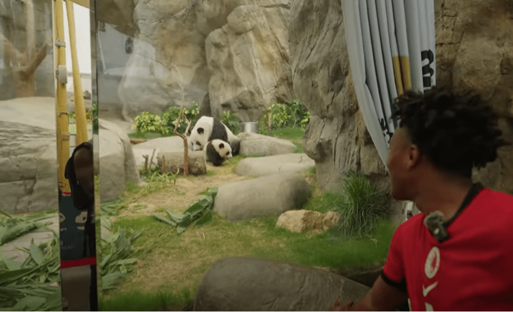 甲亢哥参观大熊猫 。YouTube@IShowSpeed