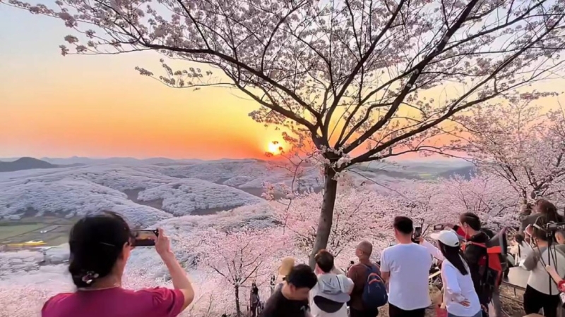 贵阳贵安的樱花海每年花季也吸引数十万名游客。 小红书@贵州旅游推荐玩家