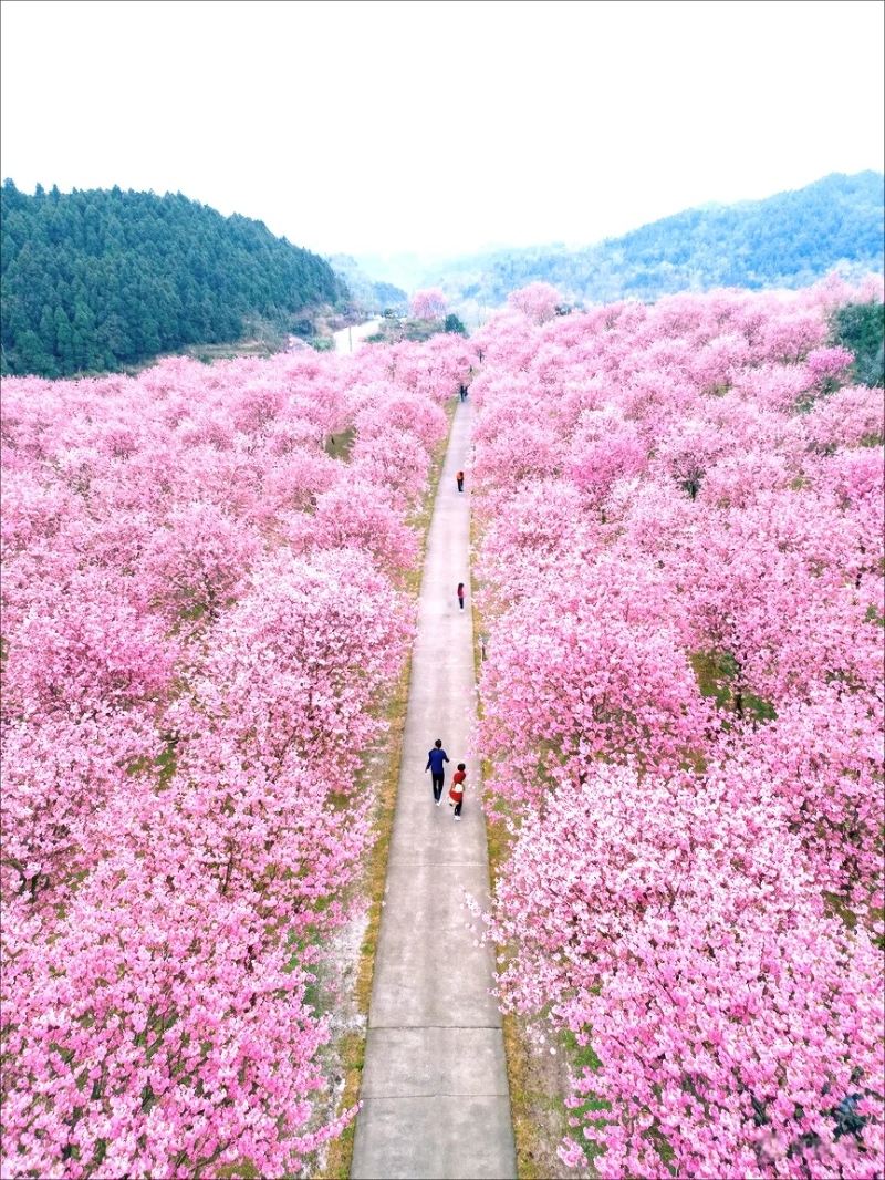 樱花经济成为贵安的重要收入来源。 小红书@Gui yang tong