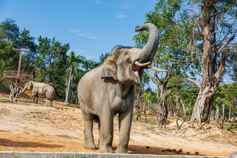 清远长隆森林王国（图片来源：KKday）