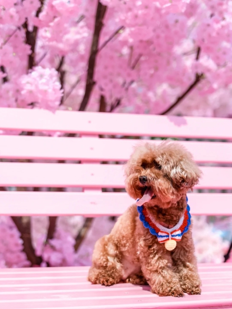 亦有人带同宠物前往。