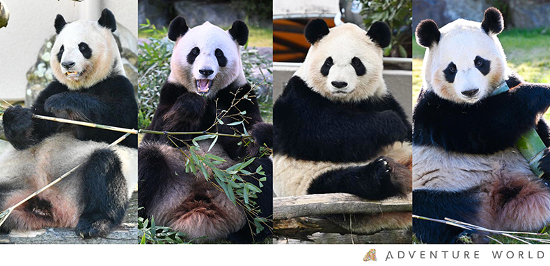 和歌山4头大熊猫“良滨”、“结滨”、“彩滨”、“枫滨”6月底返回中国。 Adventure World 和歌山4头大熊猫“良滨”、“结滨”、“彩滨”、“枫滨”6月底返回中国。 Adventure World